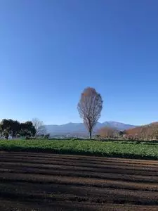ひまわりの花畑