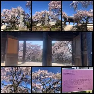 セブンイレブン 府中東郷寺通り