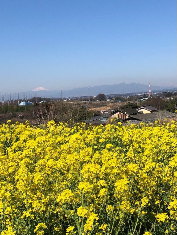 からっ風②さんが投稿した杉の子に関する口コミの画像