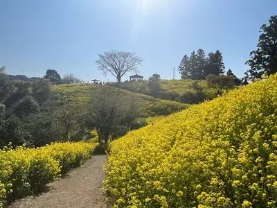 犬寄峠の黄色い丘