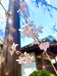 中院
