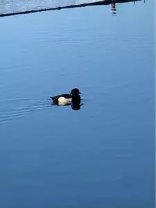 あすか