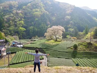 牛代の水目桜