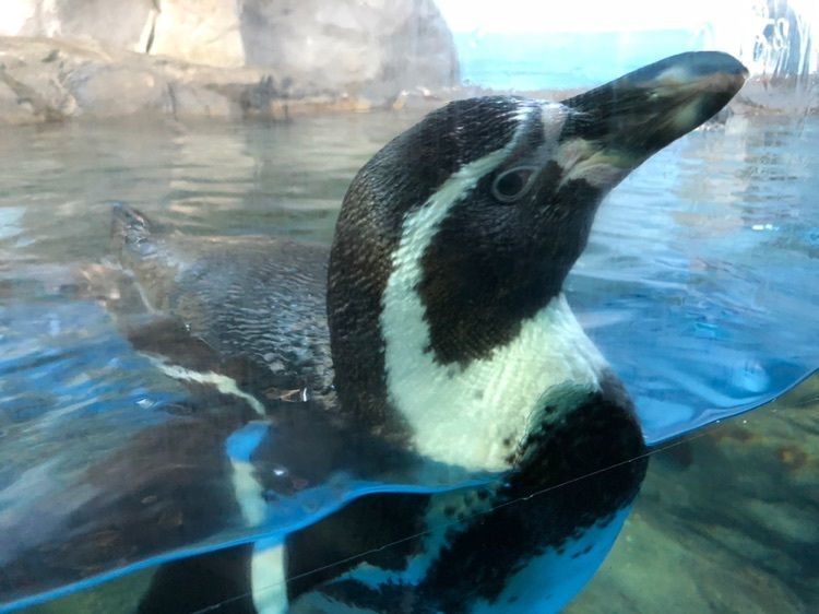 #おでかけ #フォトジェニック #ペンギン