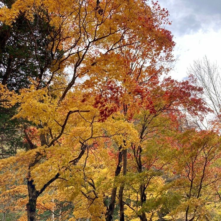 なおなおさんが投稿したせせらぎ街道（紅葉）に関する口コミの画像