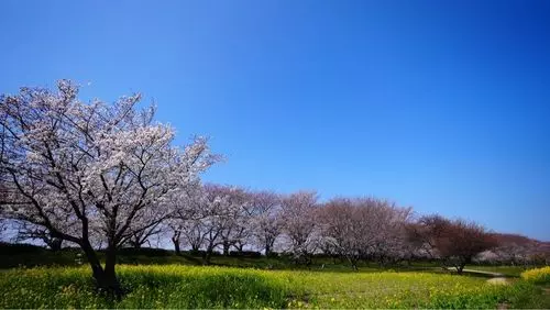 権現堂公園　(3号公園)