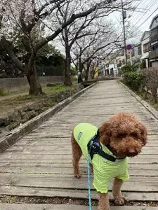 篠田堀親水緑道