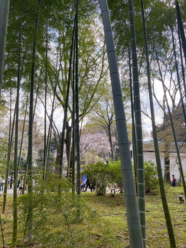 ポッキン　アンブレラさんが投稿した六義園　吹上茶屋に関する口コミの画像