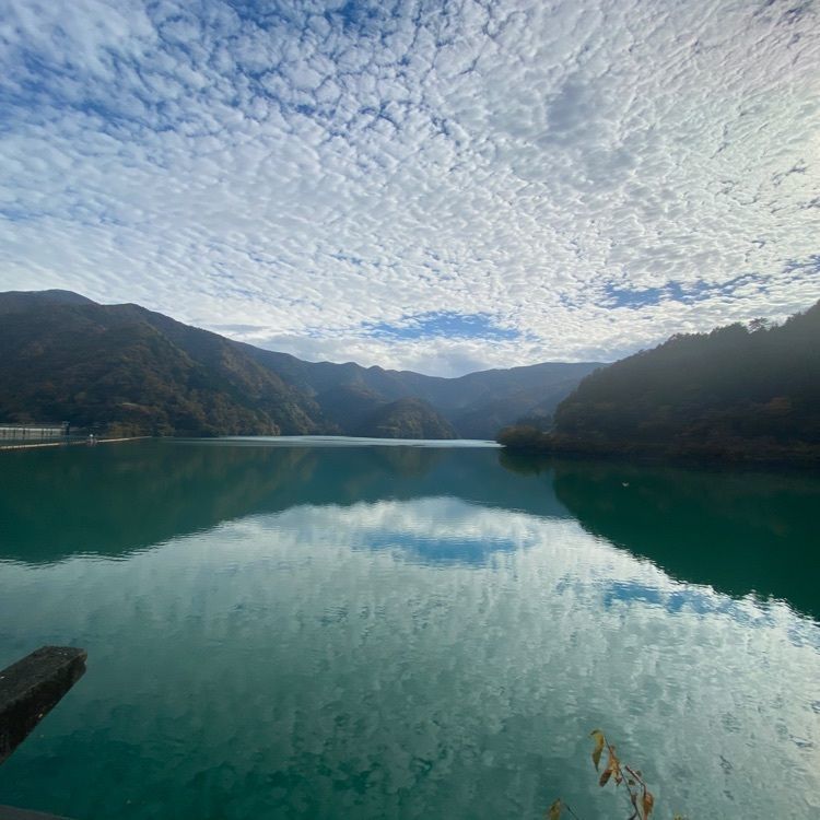 calm_climing_5c46さんが投稿したカタクリの花に関する口コミの画像
