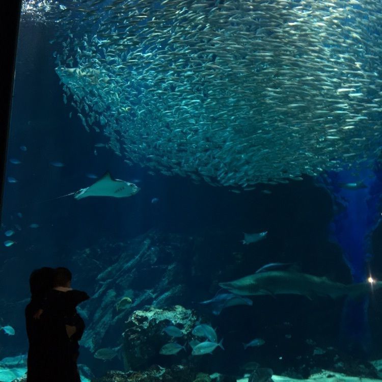 みーよしさんが投稿したマリンワールド海の中道に関する口コミの画像