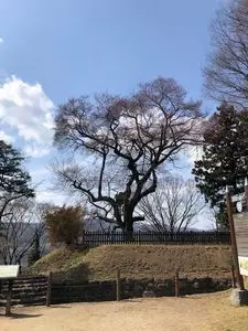 沼田公園の桜