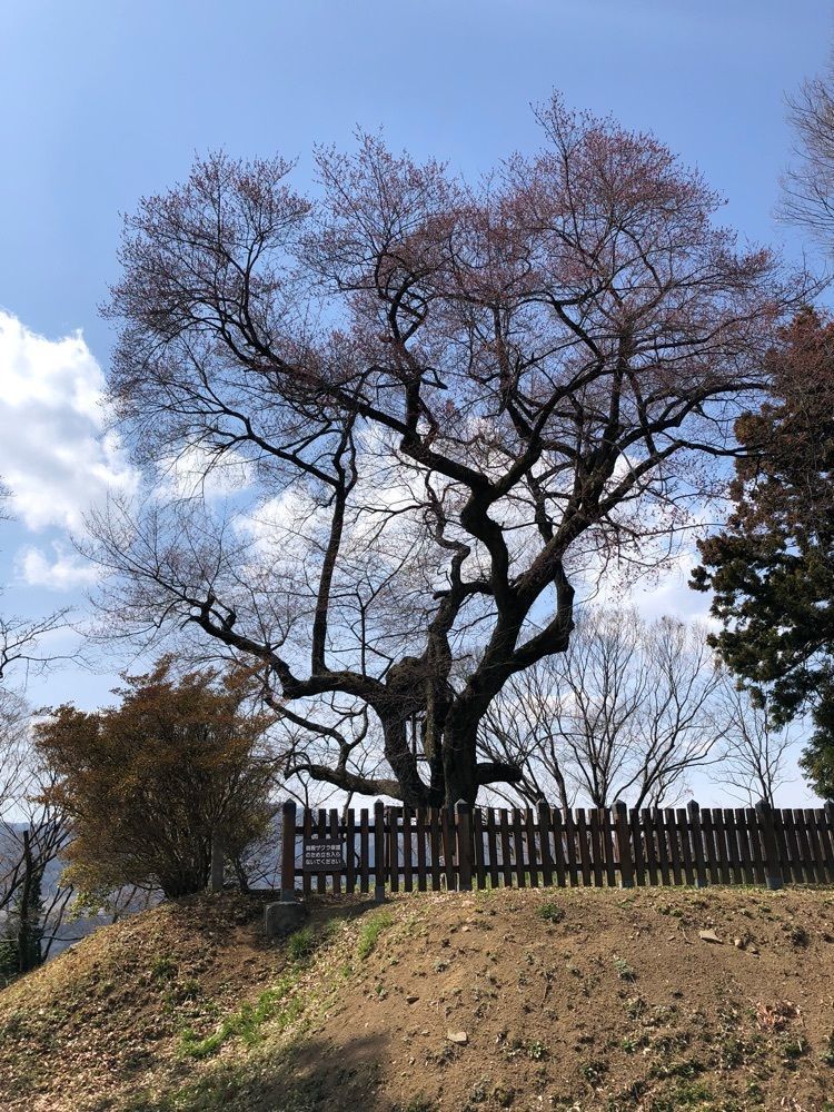 からっ風②さんが投稿した沼田公園の桜に関する口コミの画像