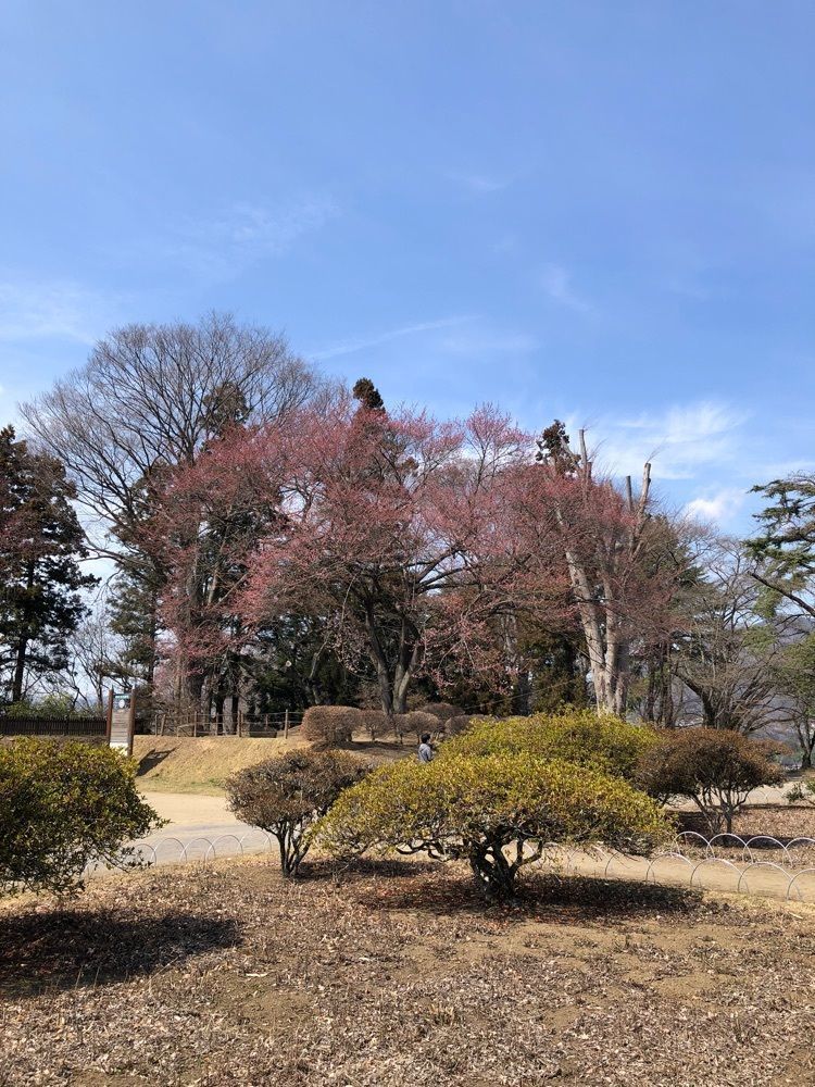 からっ風②さんが投稿した沼田公園の桜に関する口コミの画像