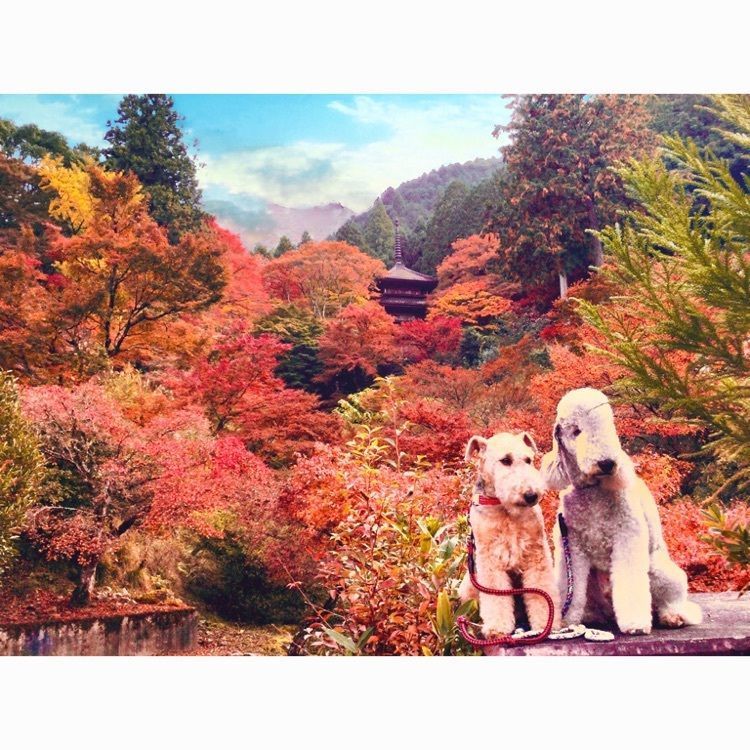 池田モコさんが投稿した高源寺に関する口コミの画像