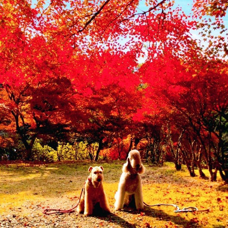 池田モコさんが投稿した高源寺に関する口コミの画像