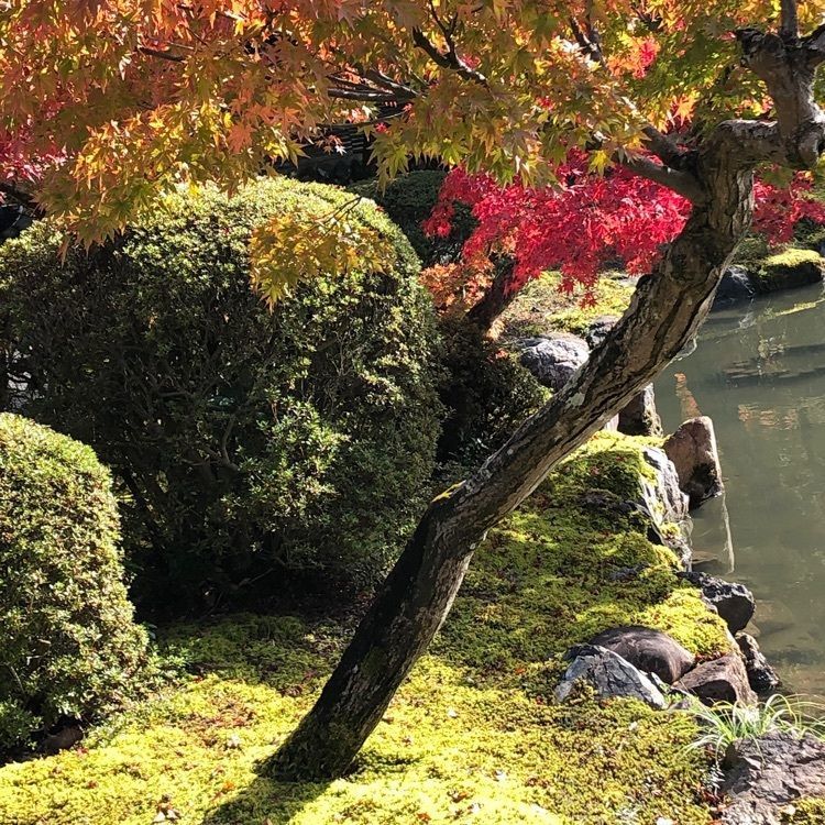 💧- ma - 🍀 - ka -💧さんが投稿した永保寺庭園に関する口コミの画像