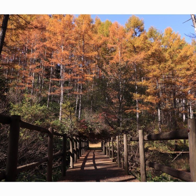 shinjiさんが投稿した富士見台高原ヘブンスそのはら（紅葉）に関する口コミの画像