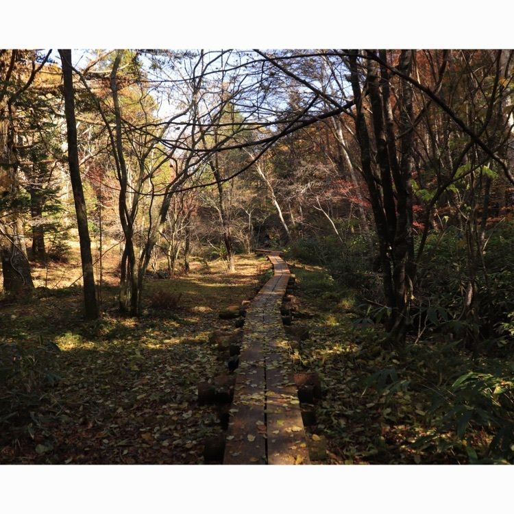 shinjiさんが投稿した富士見台高原ヘブンスそのはら（紅葉）に関する口コミの画像
