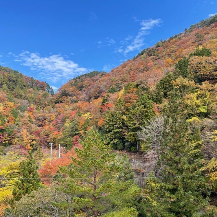 madone_takeshiさんが投稿した玉置山巨杉群に関する口コミの画像