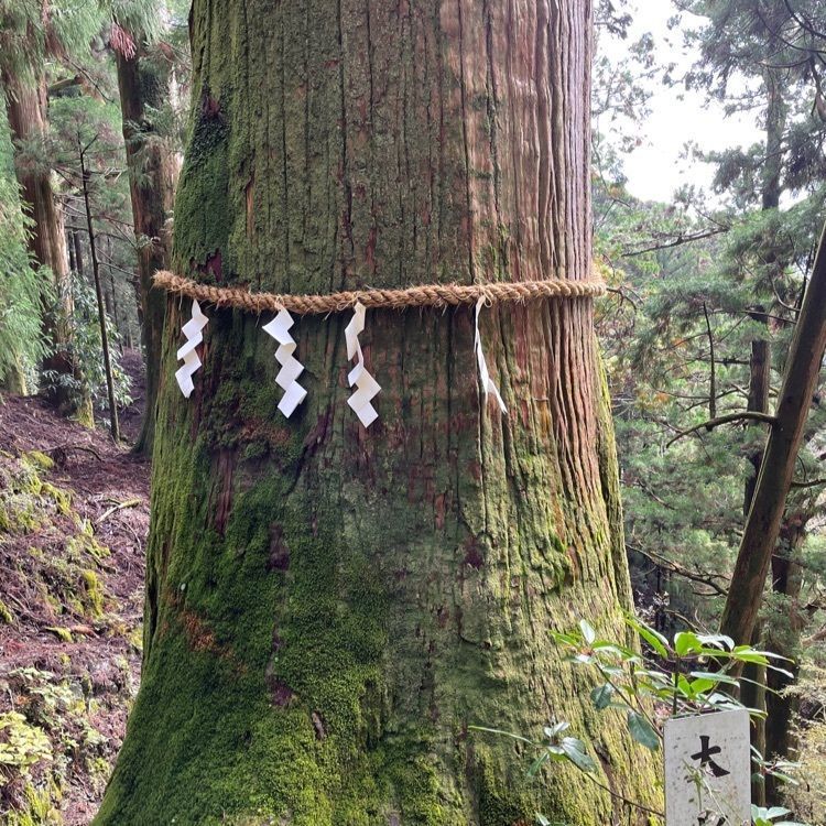 madone_takeshiさんが投稿した玉置山巨杉群に関する口コミの画像