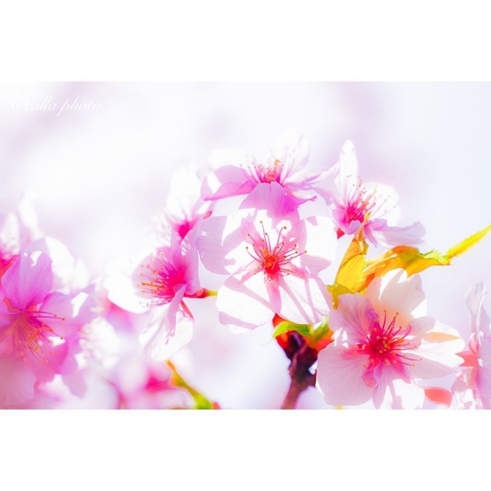 urban_garden_243aさんが投稿した京都市伏見区に関する口コミの画像