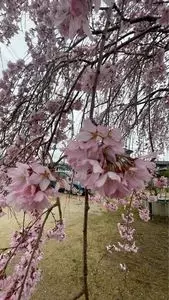 ミニストップ 寒川石田東店