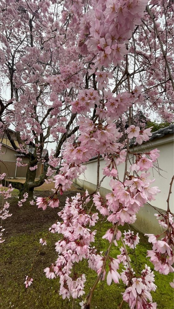 みぃさんが投稿したミニストップ 寒川石田東店に関する口コミの画像