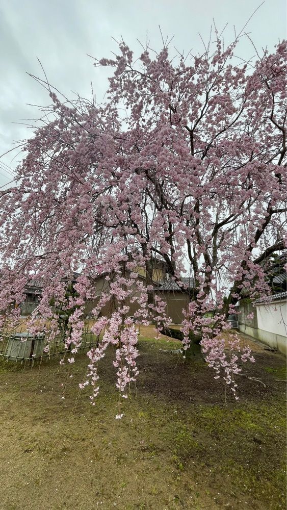 みぃさんが投稿したミニストップ 寒川石田東店に関する口コミの画像