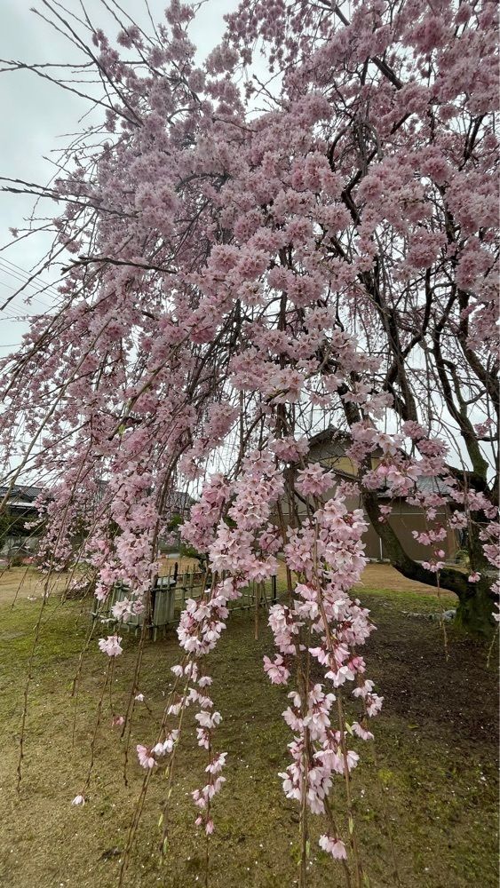 みぃさんが投稿したミニストップ 寒川石田東店に関する口コミの画像