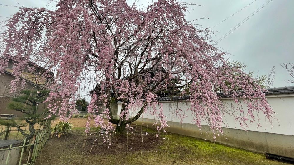 みぃさんが投稿したミニストップ 寒川石田東店に関する口コミの画像