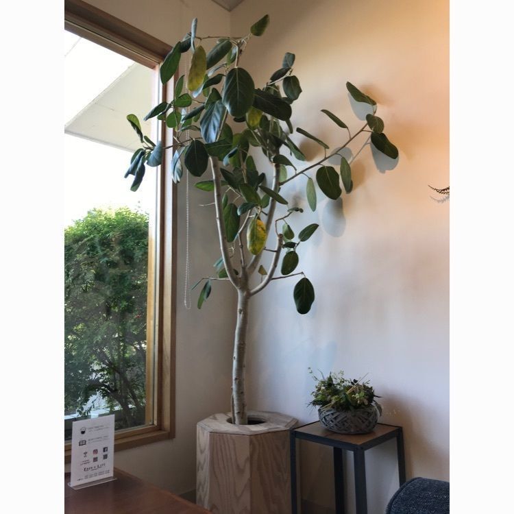maaasanさんが投稿したEach of Life The Shop（イーチオブライフザショップ）に関する口コミの画像