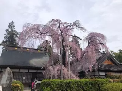 慈雲寺のイトザクラ