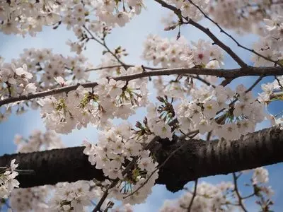 隅田公園