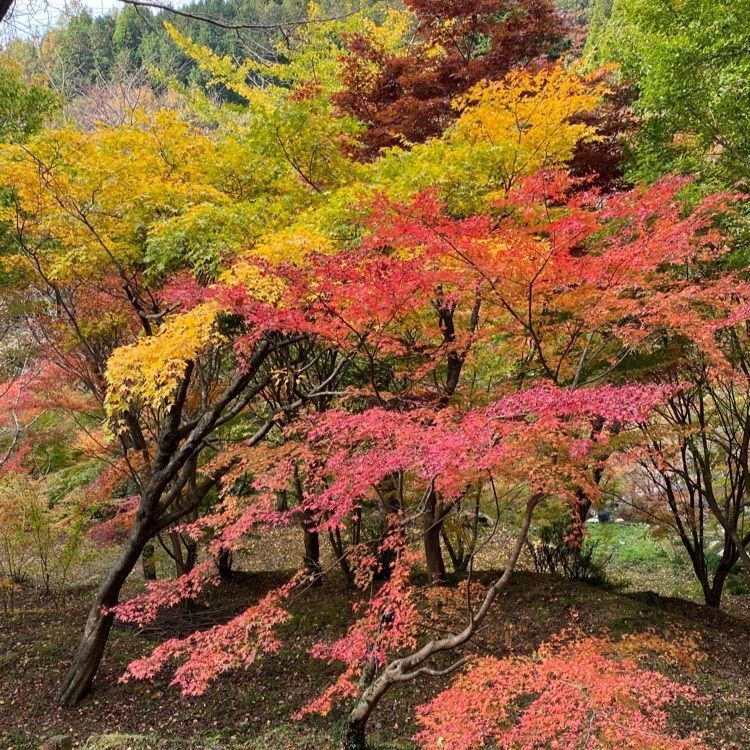 surumeさんが投稿した環境芸術の森に関する口コミの画像