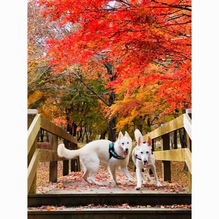 wonderful_street_830dさんが投稿した富士山レーダードーム館に関する口コミの画像