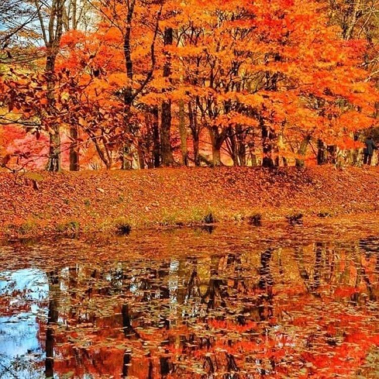 ＤＪゴン太さんが投稿したタカドヤ湿地に関する口コミの画像