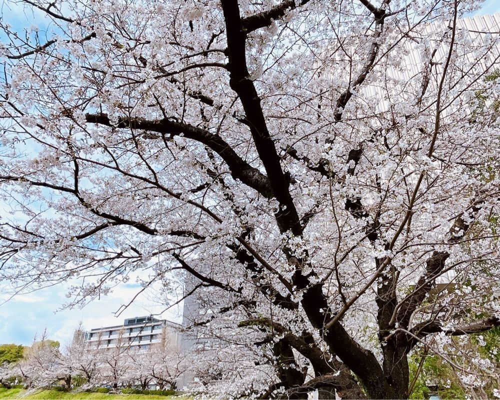 active34さんが投稿したBusiness-Airport Cafe 九段会館テラス店（ビジネス エアポート カフェ）に関する口コミの画像