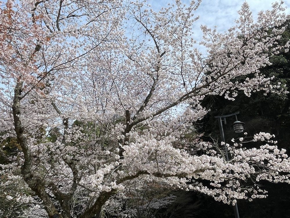 みーなさんが投稿した大元公園に関する口コミの画像
