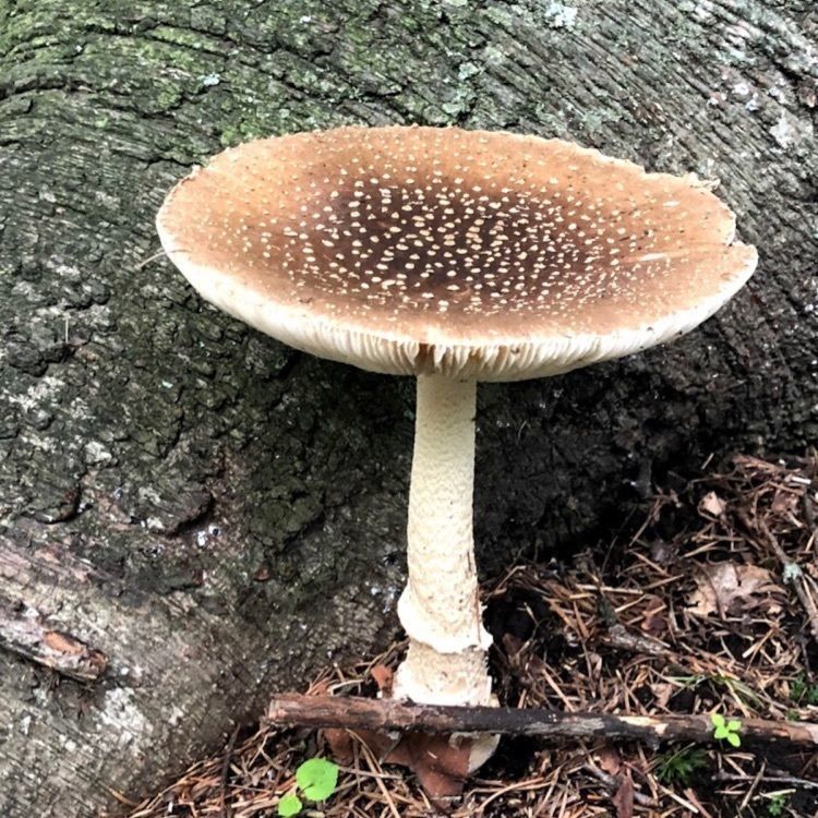 ＤＪゴン太さんが投稿した野付牛公園に関する口コミの画像