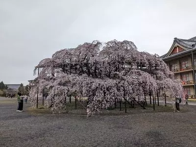 天理教教会本部（神殿）