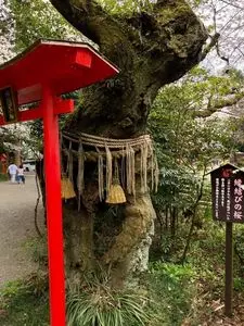 冠稲荷神社の木瓜
