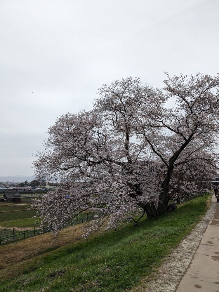shin-emonさんさんが投稿した石上神宮拝殿に関する口コミの画像