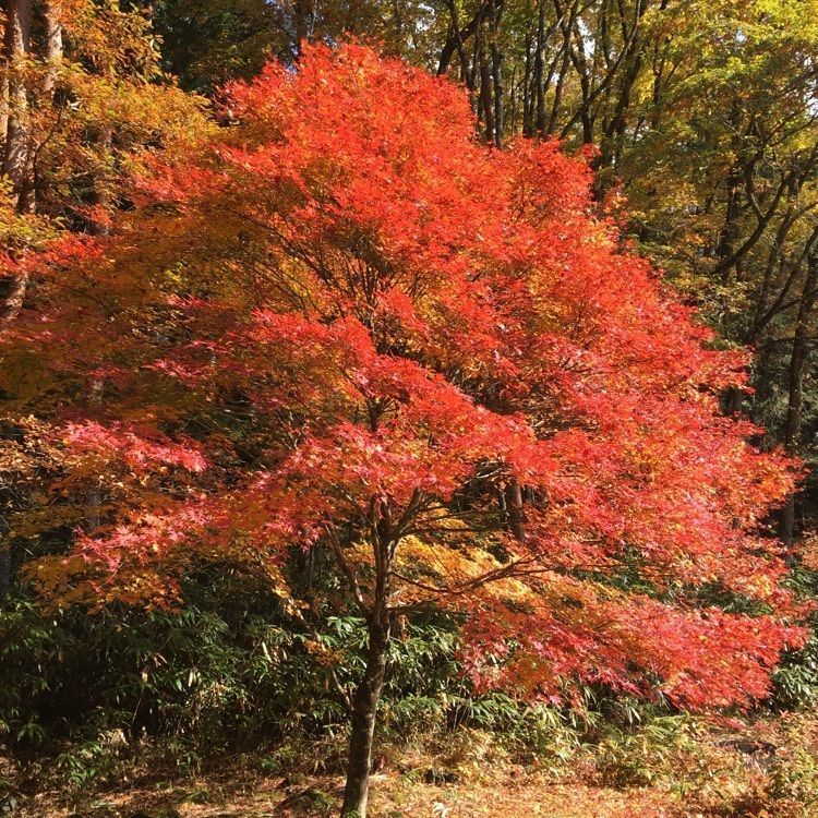 tomotomoさんが投稿した巌立峡 ひめしゃがの湯に関する口コミの画像
