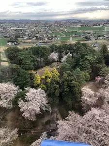 華蔵寺公園のさくら