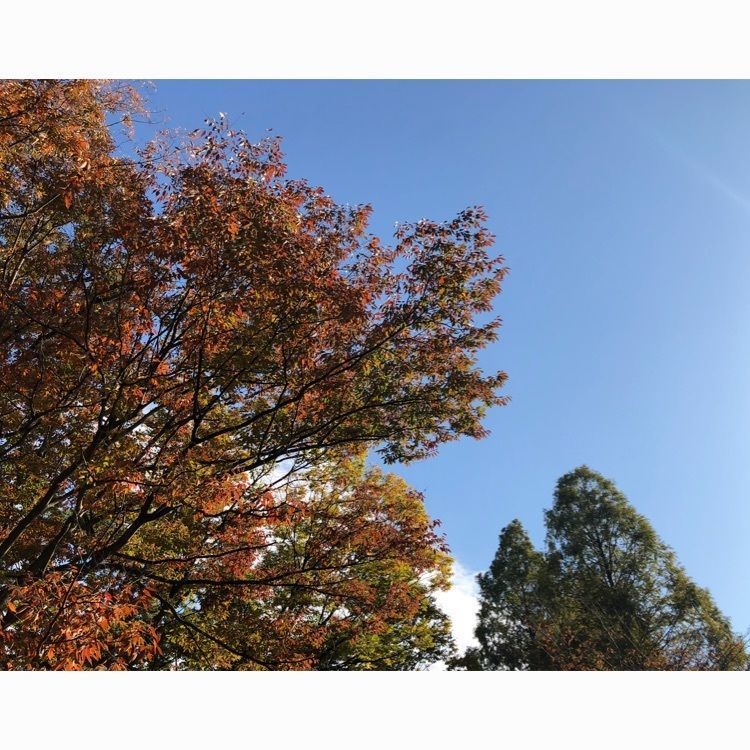 tomorrowさんが投稿したやまと公園に関する口コミの画像