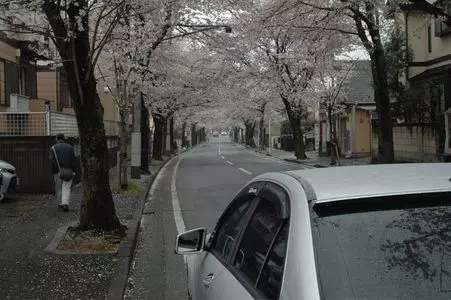 常盤平さくら通り 2枚目
