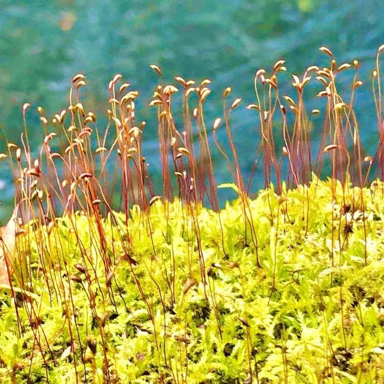 もこもこさんが投稿した奥入瀬に関する口コミの画像