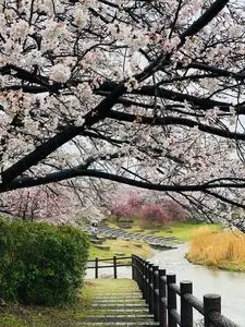 御所の夜桜