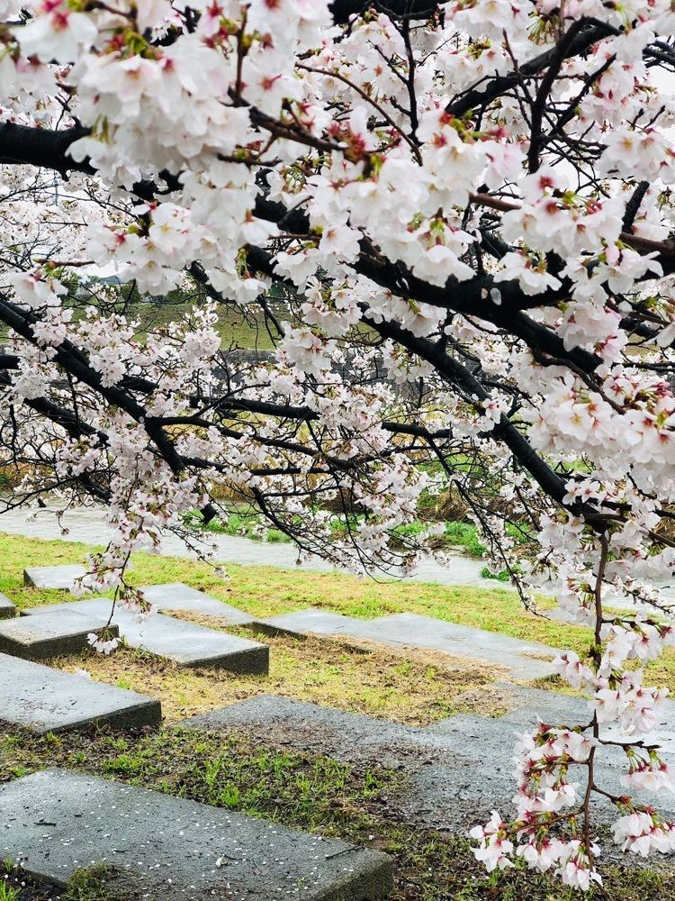 nicanさんが投稿した御所の夜桜に関する口コミの画像