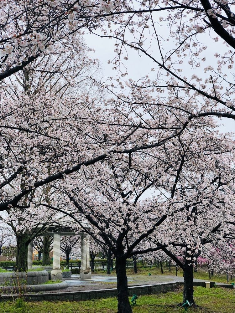 nicanさんが投稿した御所の夜桜に関する口コミの画像